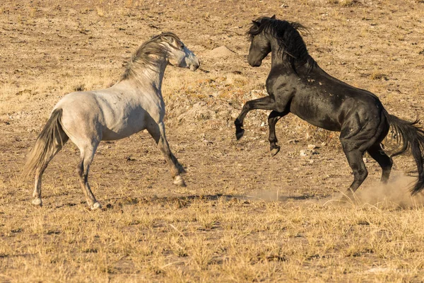 Pair Wild Horses Fighting Desert — Stock Photo, Image