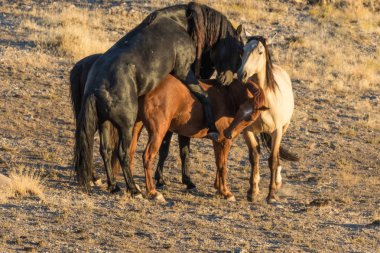 Vahşi atlar Utah çölde çiftleşme