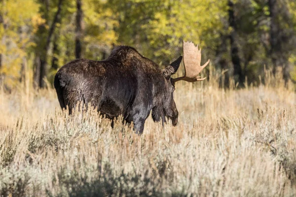 Stier Shiras Moose Tijdens Val Sleur Wyoming — Stockfoto