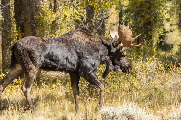 Stier Shiras Moose Tijdens Val Sleur Wyoming — Stockfoto