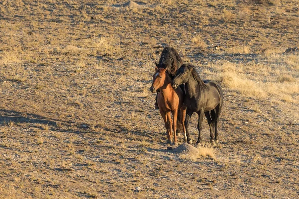 Horse mating Stock Photos, Royalty Free Horse mating ... Horse mating Stock Photos, Royalty Free Horse mating ...