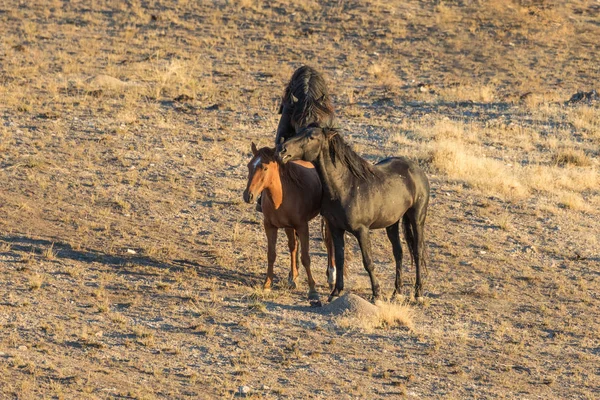 Chevaux Sauvages Accouplement Dans Désert Utah — Photo