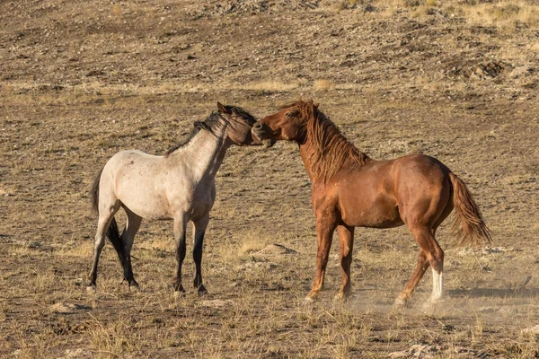 Beautiful Wild Horses Utah Desert — Stock Photo, Image