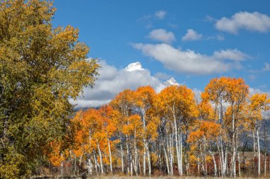 Wyoming Tetons doğal sonbahar manzara