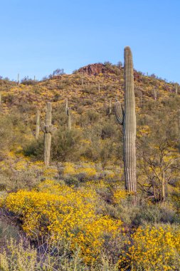 Arizona Çölü'baharda çiçek açan çiçekler