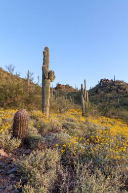 Arizona Çölü'baharda çiçek açan çiçekler