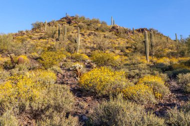 Arizona Çölü'baharda çiçek açan çiçekler