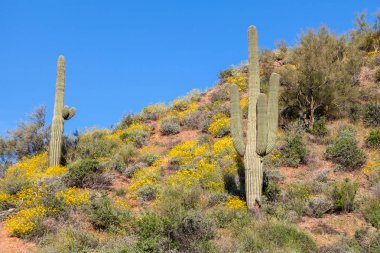 doğal Arizona çöl manzara bahar