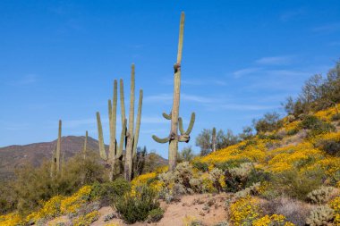 doğal Arizona çöl manzara bahar