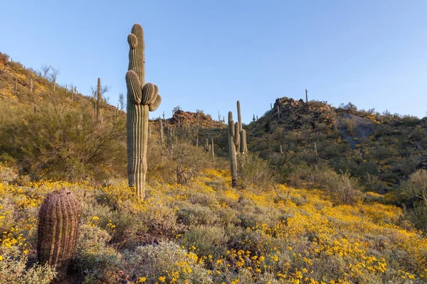 Blommor Som Blommar Arizonaöknen Våren — Stockfoto