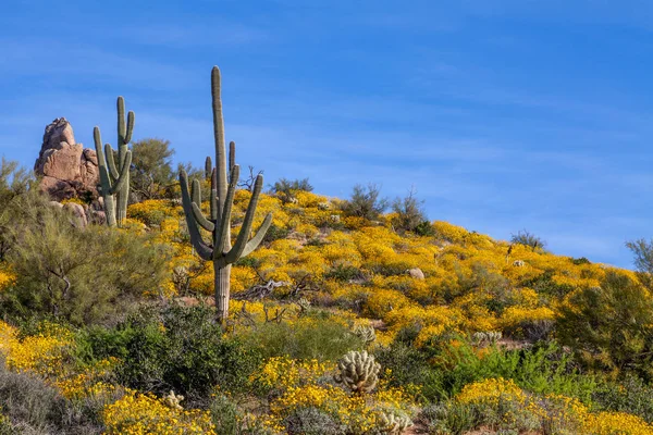 Paysage Pittoresque Désert Arizona Printemps — Photo