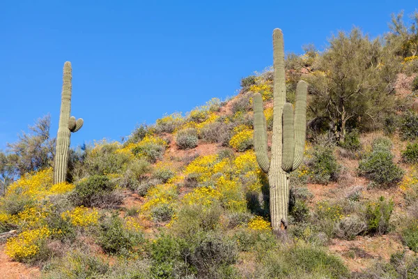 Paisaje Escénico Del Desierto Arizona Primavera — Foto de Stock