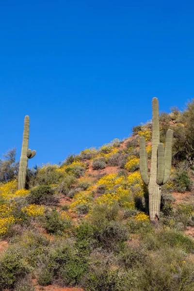 Festői Arizona Sivatagi Táj Tavasszal — Stock Fotó