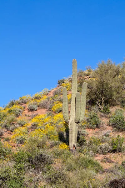 Scenic Krajobraz Pustyni Arizona Wiosną — Zdjęcie stockowe