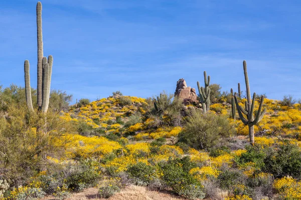 Det Vackra Ökenlandskapet Arizona Våren — Stockfoto