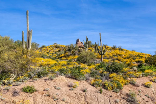 Det Vackra Ökenlandskapet Arizona Våren — Stockfoto