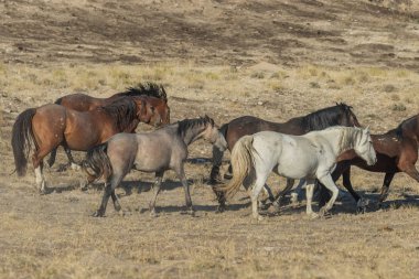 Utah çölünde vahşi bir at sürüsü.