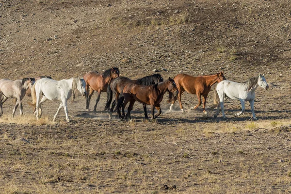 Una Manada Caballos Salvajes Desierto Utah — Foto de Stock