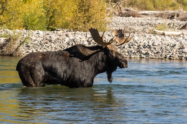 Bull Moose Crossing River Fall Rut — Stock Photo, Image