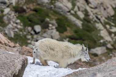bir dadı dağ keçisi ile yüksek ülkenin genç