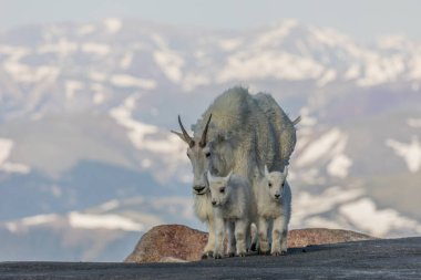 bir dadı dağ keçisi ile yüksek ülkenin genç