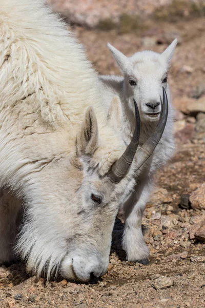 Una Capra Montagna Bambinaia Con Suoi Giovani Alto Paese — Foto Stock