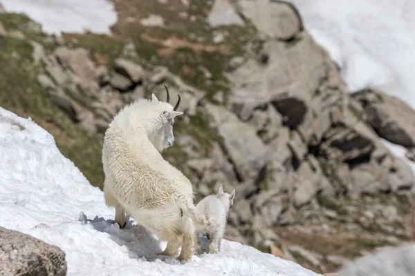 Bir Dadı Dağ Keçisi Ile Yüksek Ülkenin Genç — Stok fotoğraf