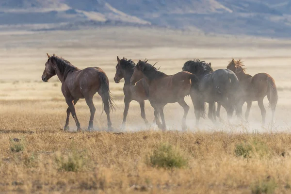 Bir Kuzey Arizona Ormanda Vahşi Bir — Stok fotoğraf