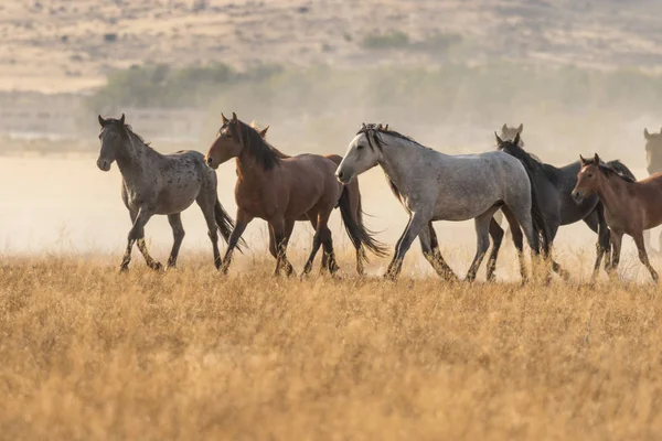 Divoký Kůň Severní Arizoně Lese — Stock fotografie