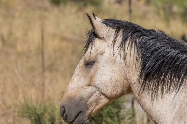Wild Horse Northern Arizona Forest — Stock Photo, Image