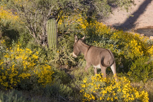 Милый Дикий Осёл Пустыне Аризона Весной — стоковое фото