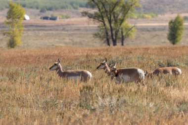 pronghorn antilop düşme rut sırasında