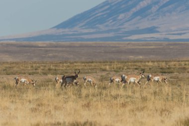 pronghorn antilop düşme rut sırasında