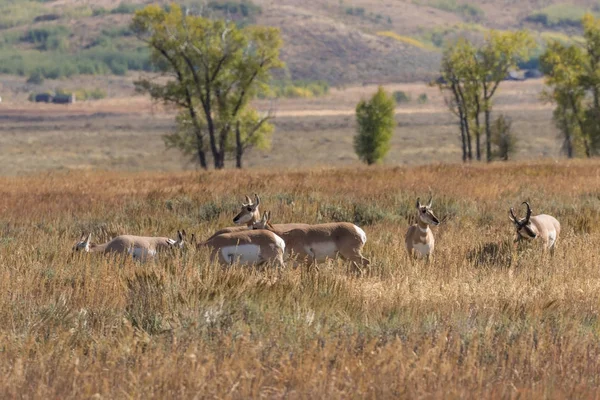 在秋季发情期的叉角羚 — 图库照片