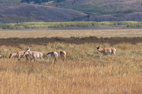 Gaffelbok Antelope Tijdens Val Sleur — Stockfoto
