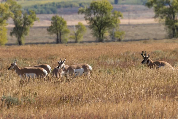 Antílope Pronghorn Durante Rotina Queda — Fotografia de Stock