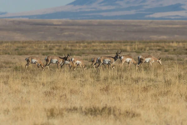 Gaffelbok Antelope Tijdens Val Sleur — Stockfoto
