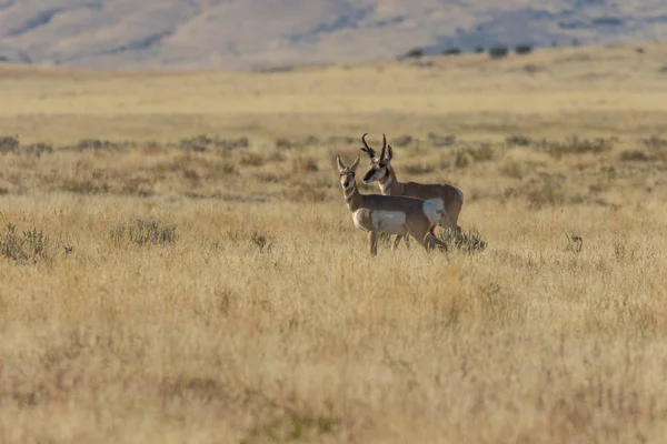 Gaffelbok Antelope Tijdens Val Sleur — Stockfoto