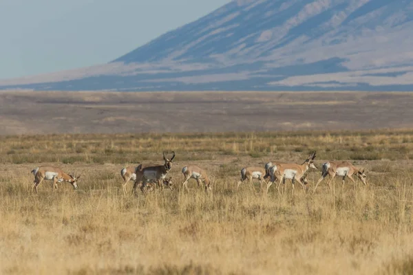 Antilope Pronghorn Durante Carreggiata Autunnale — Foto Stock