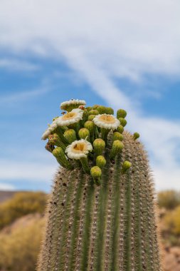 Bahar Arizona çölde açan bir saguaro kaktüsü