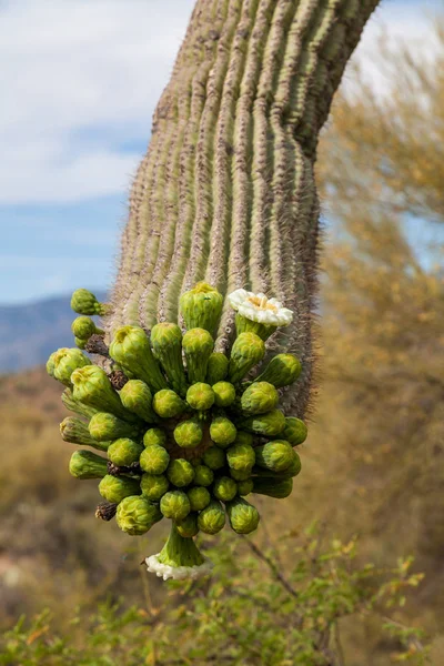 Cactus Saguaro Flor Desierto Arizona Primavera — Foto de Stock