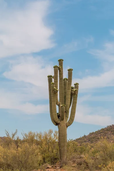 Cacto Saguaro Flor Deserto Arizona Primavera — Fotografia de Stock