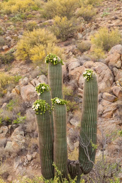 Кактус Сагуаро Цвету Пустыне Аризона Весной — стоковое фото
