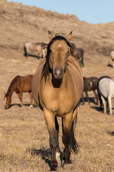 Bellissimo Stallone Selvaggio Nel Deserto — Foto Stock