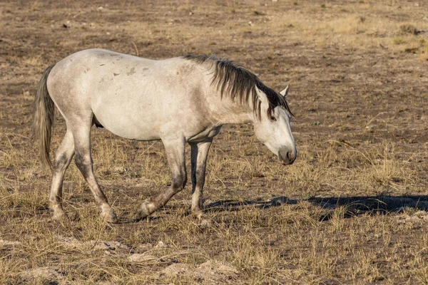 Hermoso Caballo Salvaje Semental Desierto — Foto de Stock