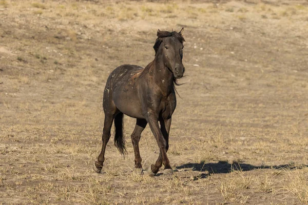 沙漠中一匹美丽的野马种马 — 图库照片