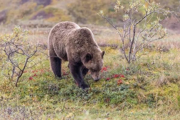 Medvěd Grizzly Aljašce Národní Park Denali Podzim — Stock fotografie