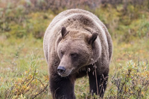 Medvěd Grizzly Aljašce Národní Park Denali Podzim — Stock fotografie