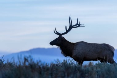 Wyoming boğa elk düşme rut sırasında