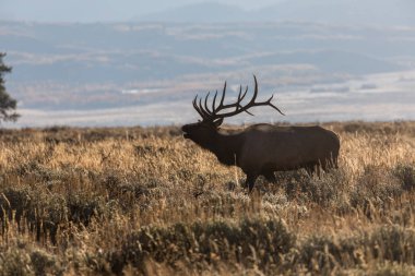 Wyoming boğa elk düşme rut sırasında